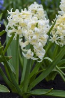 Hyacinthus orientalis 'City of Harlem', a fragrant cream coloured that flowers in March and April.
