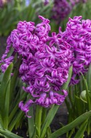 Hyacinthus orientalis 'Paul Hermann', a fragrant oriental hyacinth with pink flowers borne in March and April.