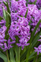 Hyacinthus orientalis 'Amethyst', a fragrant oriental hyacinth with lilac pink flowers borne in March and April.