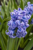 Hyacinthus orientalis 'Cote d'Azur', a fragrant oriental hyacinth with blue flowers borne in March and April.