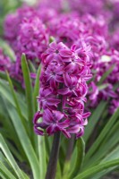 Hyacinthus orientalis 'Top Hit', a fragrant oriental hyacinth with deep pink flowers borne in March and April.