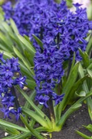 Hyacinthus orientalis 'Indigo King', a fragrant oriental hyacinth with intensely blue flowers borne in March and April.