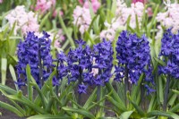 Hyacinthus orientalis 'Indigo King', a fragrant oriental hyacinth with intensely blue flowers borne in March and April.