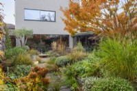 A contemporary house and courtyard (20m x 18m) with gravel paths and a raised central bed of drought tolerant plants: euphorbias, fleabane, ornamental grasses, sage and thyme, all beneath the canopy of a Japanese maple, Acer palmatum, with golden autumn foliage.