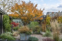 View from the house of a contemporary courtyard  (20m x 18m)  with gravel paths, reclaimed water tanks filled with plants or water, and raised beds of drought tolerant plants beneath the canopy of a Japanese maple, Acer palmatum, with golden autumn foliage.