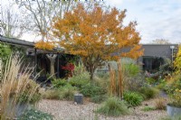View from the house of a contemporary courtyard  (20m x 18m)  with gravel paths, reclaimed water tanks filled with plants or water, and raised beds of drought tolerant plants beneath the canopy of a Japanese maple, Acer palmatum, with golden autumn foliage.