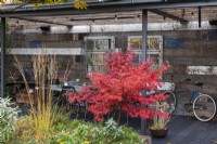 A small Acer palmatum, Japanese maple, its leaves turned red in autumn, is planted in a raised bed in front of a covered dining area.