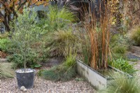 An olive tree stands beside a salvaged galvanised water trough converted into a water feature, and planted with irises and rushes. Clumps of ornamental grass grow in the gravel.