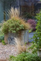 A salvaged galvanised water tank planted with fleabane, perennial wallflowers and pheasant's tail grass,