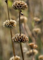 Phlomis tuberosa, a tall perennial with brown seedheads borne in whorles on tall, stiff stems.