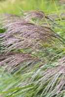 Silvery pink, autumn spikelets of Miscanthus sinensis 'Nippon', eulalia, a deciduous ornamental grass forming large clumps.