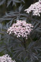 Sambucus nigra f. porphyrophylla 'Gerda' syn. 'Black Beauty', a deciduous shrub flowering from summer into autumn.