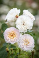 Rosa 'Emily Bronte' syn. 'Ausearnshaw' with bumblebee