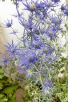 Eryngium Lapis Blue, summer July