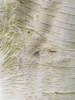 Betula utilis var. jacquemontii - West Himalayan birch