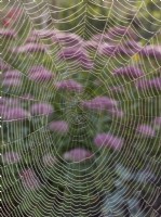 Araneus diadematus - Garden spider web in front of sedum flowers
