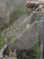 Araneus diadematus - Dewy Garden spider webs on Allium Seedhead in mist