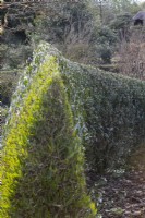 Phillyrea angustifolia. Shaped and clipped hedge. The Garden House, Yelverton, Devon