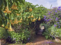 Brugmansia aborea - Angel's Trumpet and Tibouchina urvilleana - Brazilian Spider Flower flanking paved path