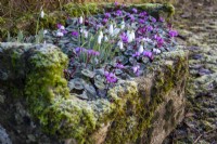 Frost on snowdrops and Cylcamen coum in a mossy stone trough at Colesbourne Park, Gloucestershire.