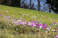Sunshine on naturalised Cyclamen coum in grass at Colesbourne Park, Gloucestershire, with trees and blue sky beyond.