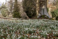 Naturalised snowdrops in woodland at Colesbourne Park, Gloucestershire