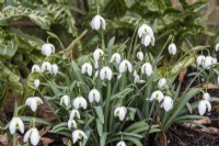 Galanthus 'Hippolyta' - snowdrop - February