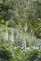 Border with Salvia nemerosa 'Caradonna' amongst foxgloves and grasses in May