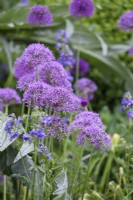 Allium 'Violet Beauty' in May
