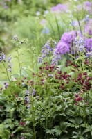Deep red Astrantia 'Moulin Rouge' with blue Polemonium caeruleum in May