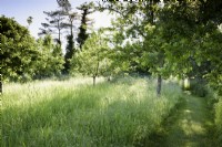 Mown path through long grass in May