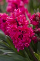 Hyacinthus orientalis 'Hollyhock', a fragrant oriental hyacinth with unusual, double cerise flowers borne in March and April.