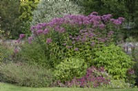 A large clump of Eupatorium maculatum Atropurpureum Group 'Purple Bush', Joe pye weed,  in a herbaceous border with sedums, hardy geraniums, scabious and coneflowers.