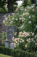 Rosa 'Bathsheba' syn.'Auschimbley' and Rosa 'Roald Dahl' syn. 'Ausowlish' growing around a statue in the victorian walled garden at the David Austin Rose Garden
