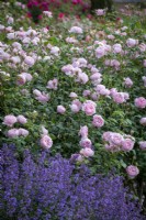 Rosa 'Scepter'd Isle' syn. 'Ausland' in a border with catmint - Nepeta