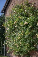Rosa 'Wollerton Old Hall' growing on a house wall
