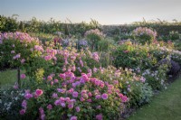 The Lion garden at David Austin Roses with a border of roses including Rosa 'Princess Alexandra of Kent' syn. 'Ausmerchant' and Rosa 'Harlow Carr' syn. 'Aushouse'