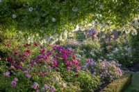General view of the David Austin Rose garden. Roses include Rosa 'Tam O'Shanter' syn. 'Auscerise, 'Rosa 'The Mill on the Floss' syn. 'Austulliver' and Rosa 'Sander's White Rambler'