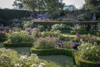The Renaissance Garden at David Austin Roses with curved low box hedges filled with beds of roses