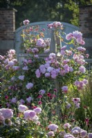 Rosa 'Mary Delany' syn. 'Ausorts' growing on a wooden obelisk (renamed by David Austin Roses - previously 'Mortimer Sackler')