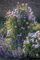 Rosa 'Mary Delany' syn. 'Ausorts' growing on a wooden obelisk (renamed by David Austin Roses - previously 'Mortimer Sackler'). Rosa 'Olivia Rose Austin' syn. 'Ausmixture' in the foreground