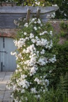 Rosa 'Felicite Perpetue' growing on a pergola