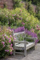 Wooden bench in front of a mixed border at Wynyard Hall. Rosa 'Hyde Hall' syn 'Ausbosky' in the foreground, Rosa 'Scepter'd Isle' syn 'Ausland' beyond. Planting includes Salvia nemorosa 'Amethyst' and echinops.