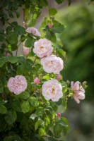 Rosa 'The Generous Gardener' syn. 'Ausdrawn' AGM