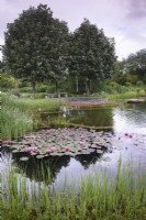 Natural swimming pond at Ellicar garden in May with Nymphaea 'Charles de Meurville' and a group of Sorbus aria 'Mitchellii'