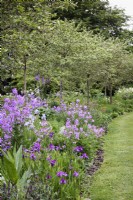 Crab apple avenue underplanted with Siberian irises and sweet rocket, Hespera matronalis, in May
