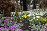 Snowdrops, winter aconites and cyclamen coum in the Spring Garden at Colesbourne Park, Gloucestershire