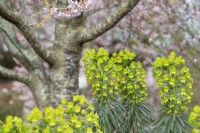 Euphorbia characias 'Wulfenii'- Mediterranean spurge