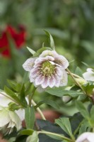 Helleborus Ã— hybridus 'Cinderella' - Hybrid Lenten rose