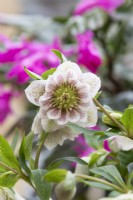 Helleborus Ã— hybridus 'Cinderella' - Hybrid Lenten rose